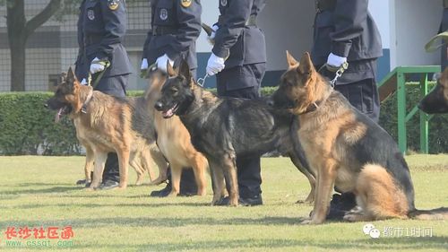 长沙警犬基地开放日!萌萌哒警犬来啦