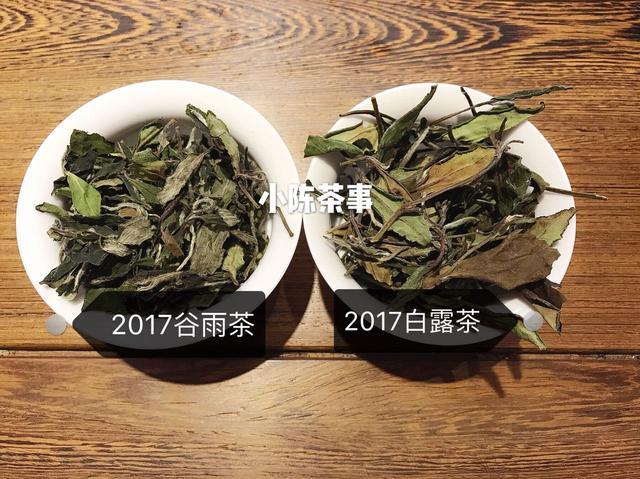 从三个方面,详细解图春白茶与秋白茶的不同!