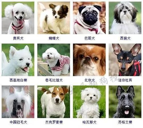这170个狗狗的品种你们都认识了吗?