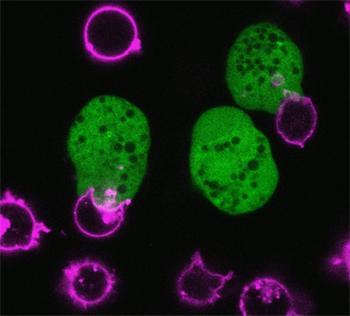 nature:痢疾变形虫通过蚕食活细胞杀死细胞