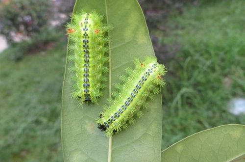 每年6~9月份是刺毛虫的盛发期.生活史分卵,幼虫,成虫,蛹四个时期.