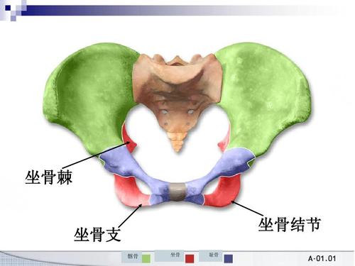 八版妇产科第二章女性生殖系统解剖 坐骨棘 坐骨结节 髂骨 坐骨 耻骨