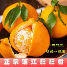 正宗四川柑橘新鲜孕妇水果当季桔子丑八怪青见耙耙柑整箱10斤包邮