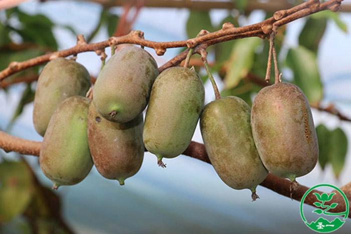 圣一 圣一农业红佳丽软枣猕猴桃 猕猴桃苗木 红佳丽软枣猕猴.