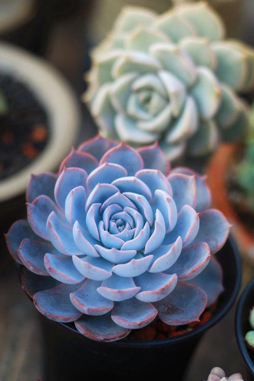 蓝石莲怎么养--长沙多肉·惦时光·出品