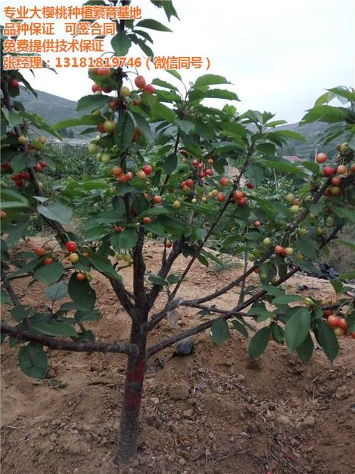 其实有很多的因素会影响 樱桃树木的生长,就拿最简单的阳光,空气,水等
