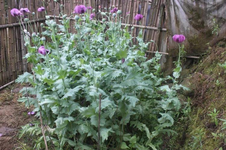 "邪恶之花"碰不得!教你辨别罂粟和虞美人,不要傻傻分不清!