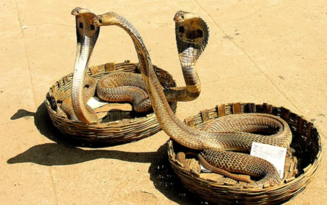 印度"眼镜蛇杀妻案",一场4万块嫁妆引发的血案