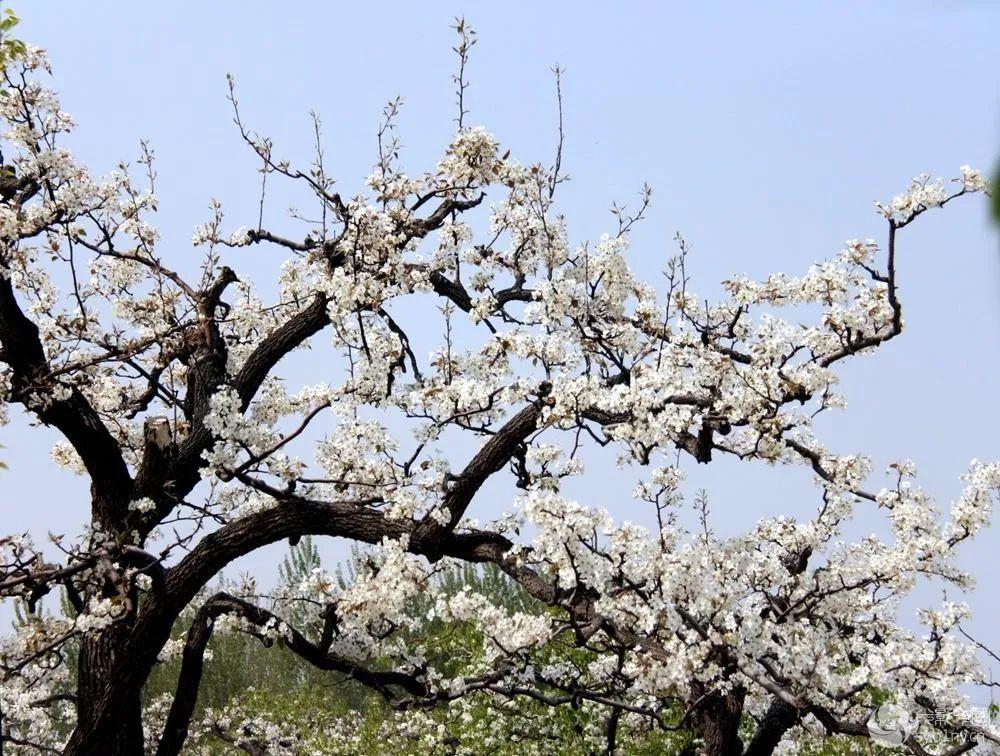 一树梨花压海棠北京哪里的梨花和海棠最美