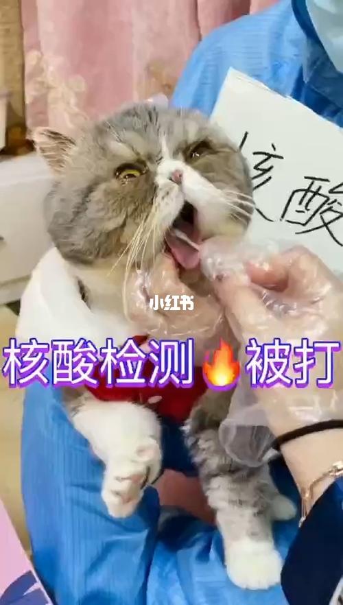 动物世界核酸检测发生排队斗殴事件98_核酸_搞笑的日常_宠物_猫