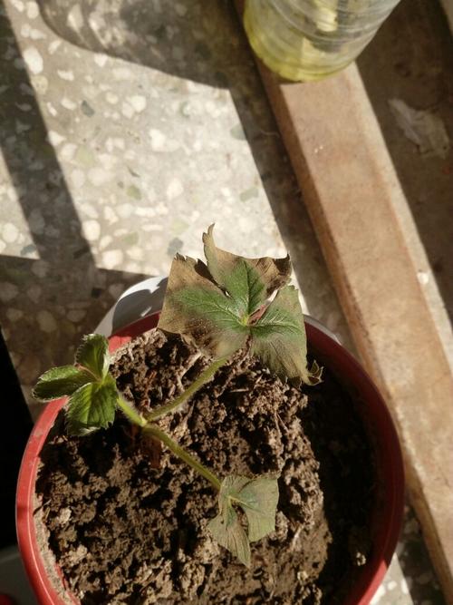 草莓叶子这样枯干是什么原因完成的?
