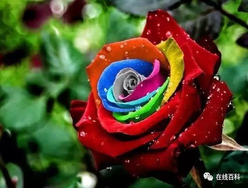 如果家里有足够的空地的花,可以种这种月季花,花蕾饱满,色彩颜色