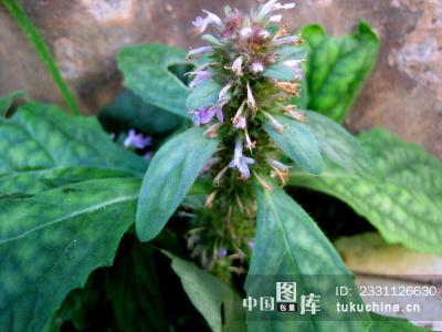 中药百草--筋骨草