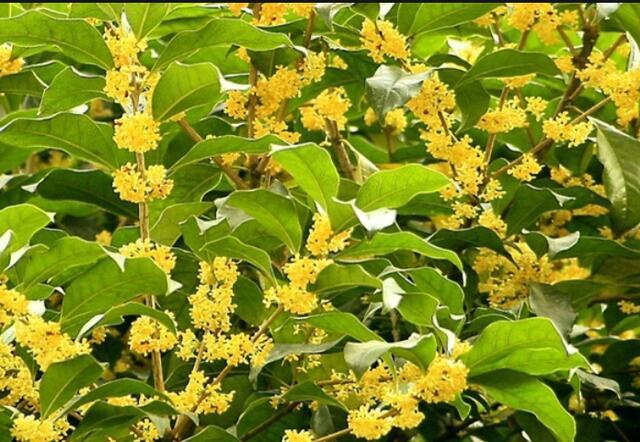 种植桂花树,学会7个小"技巧",桂花飘香,花满枝