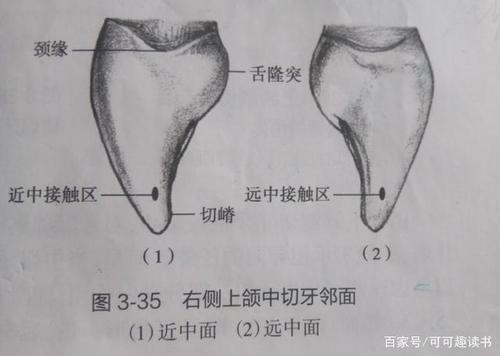 舌隆突位于颈部,稍偏远中. ――邻面 三角形,颈缘呈v字形.