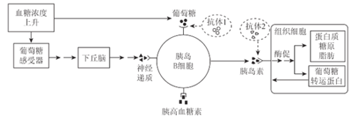下图表示胰岛素分泌的调节过程及胰岛素作用机理.