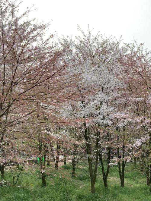 平坝农场樱花园