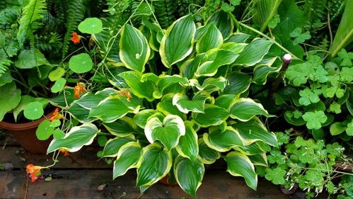 三个品种的玉簪,这是金边叶.