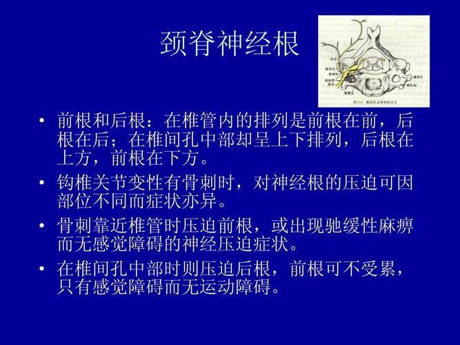 颈椎病的解剖及分型治疗ppt