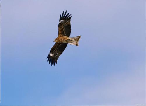 "when the eagle flies"别理解成"当鹰飞翔的时候"