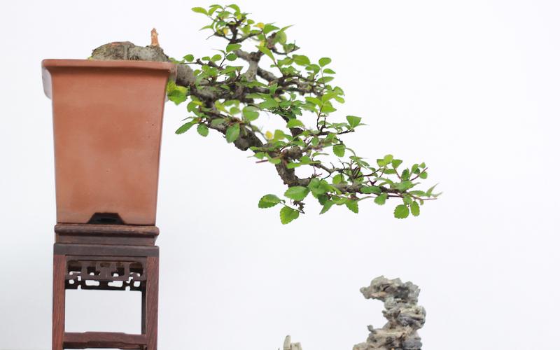 绿色观赏植物盆栽图片,桌面背景图片,高清桌面壁纸下载