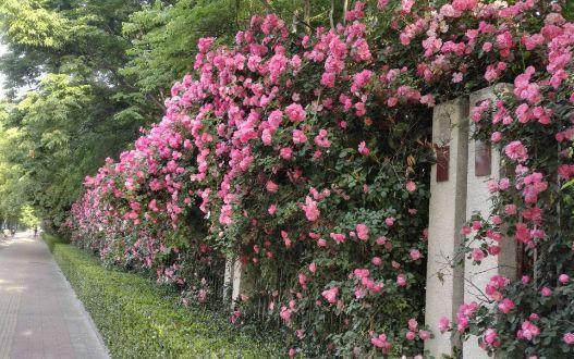 农村院子里种蔷薇花,想要花朵开的茂密,就需要撒点这个,效果好