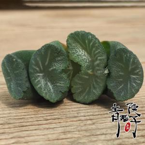 青猫院子【白亚玉扇】铭品十二卷12卷|多肉瓦苇多肉植物|一物一拍