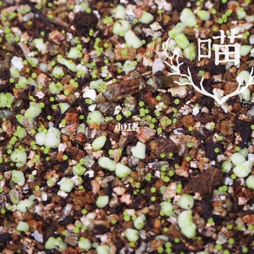 多肉-番杏(生石花 肉锥)播种苗养护心得_杀菌_快干_蜕皮_秋天去哪玩