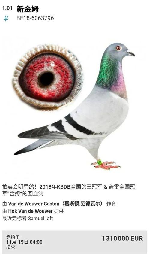 奶酪清棚,新金姆1000多万欧,超越"阿曼多"记录!