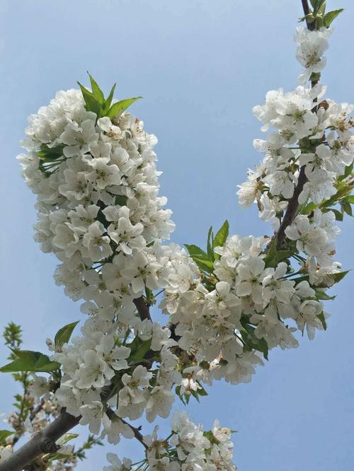 大樱桃习性之开花