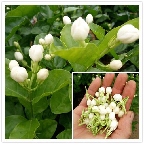 自产自销广西横县新鲜茉莉花蕾花苞食用制作纯露花酱酵素