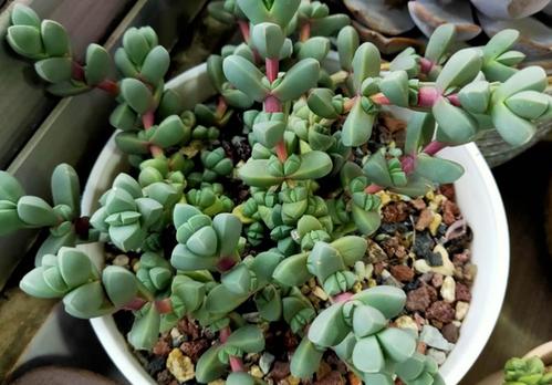 把握好多肉鹿角海棠的入手时间,再合理的修剪根系,方