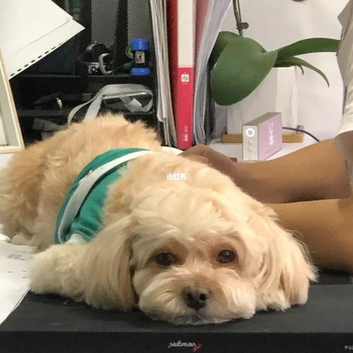 马尔泰熊施_流浪狗_混血_狗狗_捡到流浪狗_宠物_狗_晒