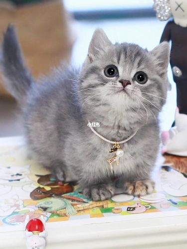 93: 曼基康蓝虎斑矮脚妹妹_曼基康_矮脚猫_曼基康矮