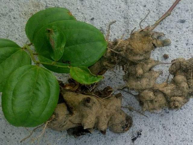 这种植物叫金刚藤,非常的珍贵,若遇见,请保护好它