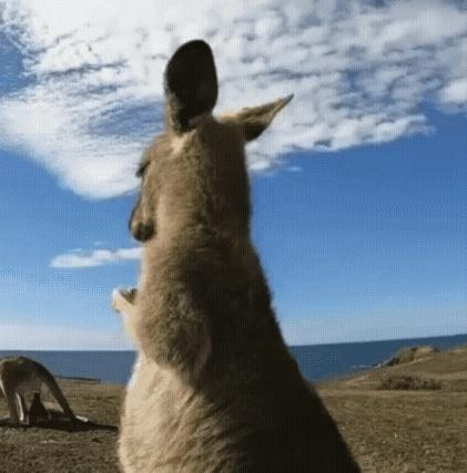 最近很火的袋鼠表情包太可爱了