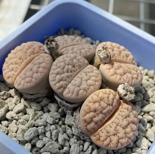 生石花夏天要多晒,少浇水,干瘪一点状态更好,水多了易