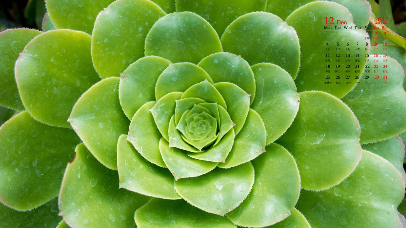 2017年12月唯美多肉盆栽植物高清日历壁纸