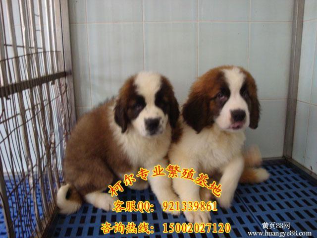 广州柯尔狗场出售超大骨架高大威猛圣伯纳幼犬