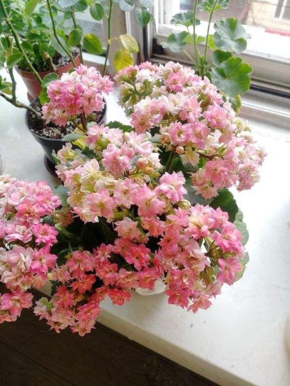 长寿花变色龙这个品种也是很多人都非常喜欢的品种之一