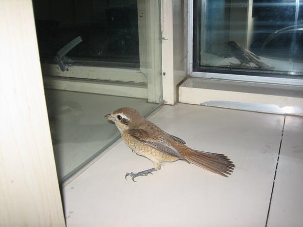 鸟儿陪我值夜班06-8-8