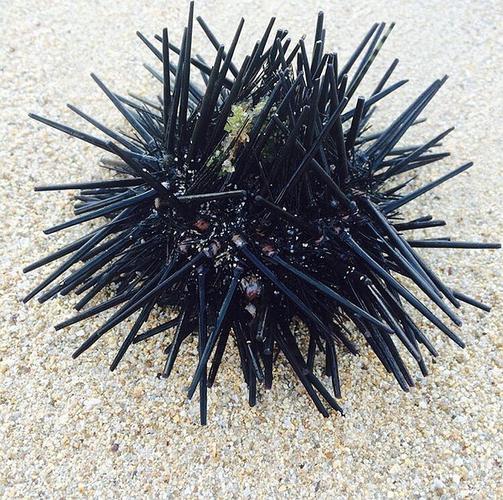 海胆,一个带刺而柔软的生物体
