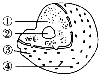 第7 讲 生物一轮复习细胞核——系统的控制中心答案