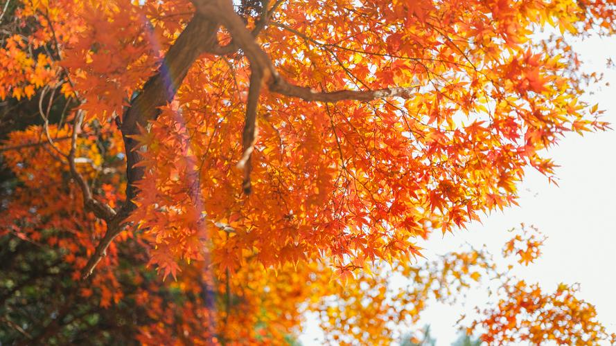 唯美秋叶风景摄影图片高清宽屏桌面壁纸