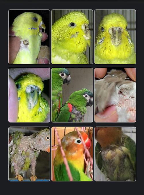 鹦鹉鸟用除羽虱除螨虫喷雾画眉鹩哥跳蚤驱虫体外寄生虫笼鸟药