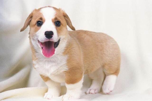 2,属狗的人今年的命运怎么样:年属狗的几月出生** 属狗人年命运如何