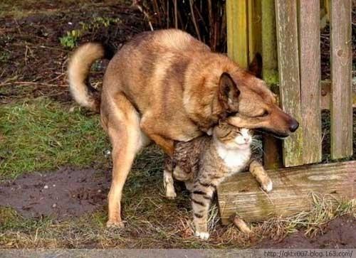 超雷人一民村的小狗和小猫交配成功的产物 盘点十大著名杂交动物