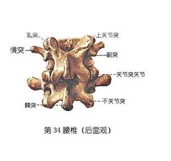 正常人体腰椎解剖图-人体解剖图