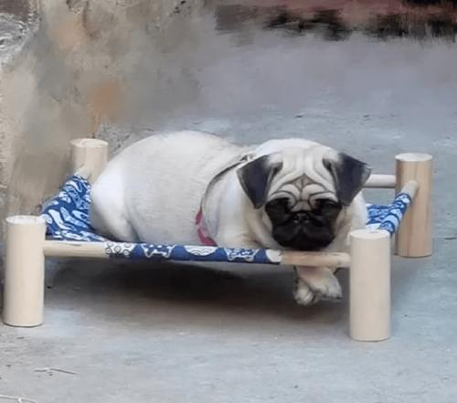 世界上什么肉最好吃? | 搞笑囧图