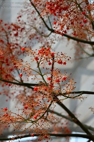 槭叶火焰木 / 槭叶酒瓶树 brachychiton acerifolius